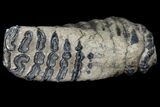 Fossil Southern Mammoth Molar #87482-1